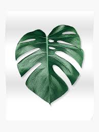 Monstera Leaf Poster By Nordikart In 2021 Plant Drawing Monstera Leaf Leaf Wall Art