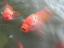 Those bred for pond life may grow even larger, perhaps up to 18 inches. Common Goldfish Wikipedia