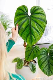 Image result for Filodendron Philodendron
