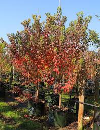 Image result for Sapium