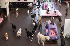 20 Page Fully Interactive Dog Day Care Business Plan Including Interactive Projection Growth Costs Analysis Spreadsheets C Dog Daycare Dog Business Dog Hotel