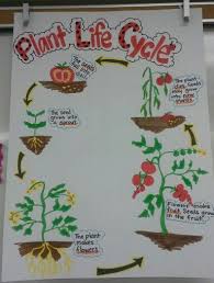 Plant Life Cycle Lessons Tes Teach