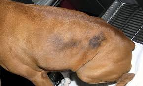 Canine Flank Alopecia Clinician S Brief Alopecia Lost Hair Hair Loss