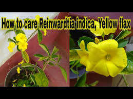 Image result for Reinwardtia indica