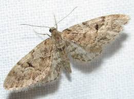 Image result for Eupithecia lanceata