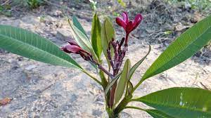 Check spelling or type a new query. Grow Plumeria Or Champa From Cuttings And Care Tips Perennial Flowering Plants Plumeria Planting Flowers
