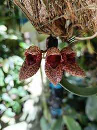 Image result for Bulbophyllum elliotii