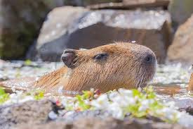 カピバラカピゴン 写真家 no instagram ソメイヨシノの開花宣言 続々と始まる予感の日和です カピバラ カピバラさん カピバラカピゴン カピバラさんと一緒 水豚君 水豚 動物 動物園 かわいい ふわもこ部 animals walrus