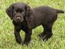 Boykin Spaniel Puppies for Sale - Swamp Poodles ...