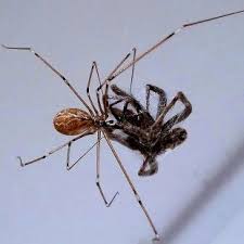 Daddy long legs (あしながおじさん ashinaga ojisan) is a spider boss added to the wrath of the lamb dlc for the original game. Can Daddy Longlegs Spiders Bite Quora