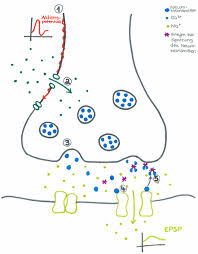 Wie Funktioniert Die Synapse Bio Einfach Erklart