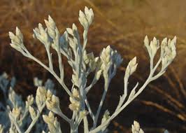 Image result for Heterotis canescens