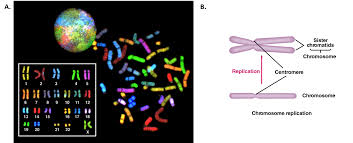 Each one with two new strands. Chapter 9 Dna Replication Chemistry