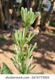 Image result for Ceropegia nutans