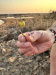 Image result for Uvaria schweinfurthii