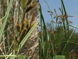 Image result for Cyperaceae