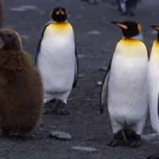 One colony at south georgian island is estimated to. Pdf King Penguin