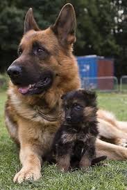 Check spelling or type a new query. 260 German Shepherd Puppies Ideas German Shepherd Puppies Puppies German Shepherd