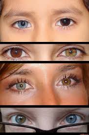 Http Www Junglekey Fr Wiki Definition Php Terme Heterochromia Heterochromia Eyes Different Colored Eyes Beautiful Eyes
