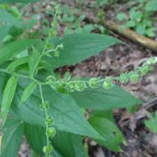 Image result for Onagraceae