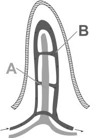Maybe you would like to learn more about one of these? Https Braggbiology Files Wordpress Com 2016 01 Digestivesystem Gizmo Pdf