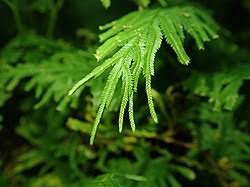 Image result for Selaginella shabaensis