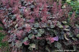 13 Heuchera Micrantha Rachel Janet Davis Explores Colour Micrantha, this one was described most recently (in the 1990s by wells and shipes). 13 heuchera micrantha rachel janet