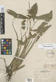 Image result for Limnophyton angolense