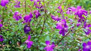 We did not find results for: How To Grow Tibouchina