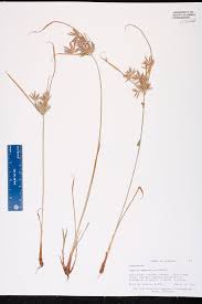 Image result for Cyperus sphacelatus
