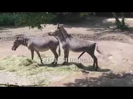 Marriage horse at my father's farm.!! Download Zebra Kuda Kawin 3gp Mp4 Codedwap