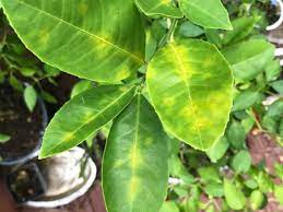 Maybe you would like to learn more about one of these? Meyer Lemon Yellow Spots Blotches On Leaves Dropping