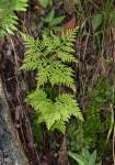 Image result for Cheilanthes schimperi