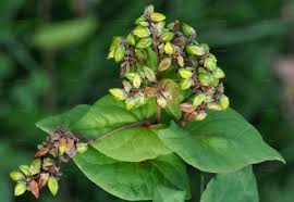 Image result for Fagopyrum