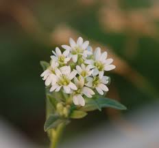 Image result for Bertiera angusiana