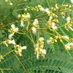 Image result for Albizia falcataria