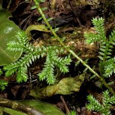 Image result for Selaginella lewalleana