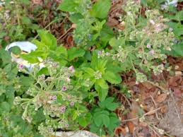 Image result for Blumea axillaris