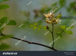 Image result for Harrisonia