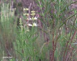 Image result for Ocimum angustifolium