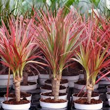 Image result for dracaena
