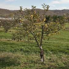 The company's founding dates back more than 200 years, to 1816. Fruit Tree Sizes Stark Bro S