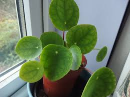 Both these plants should be in households seeking more abundance. How Not To Look After Your Pilea Peperomioides