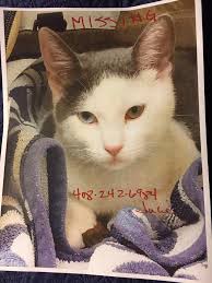 Missing dog Daisy Mae in Church/Tennent area