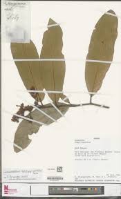 Image result for Gomphia