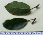 Image result for Ficus stuhlmannii