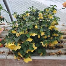 Image result for Abutilon sp.no.2