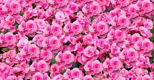 Photo gallery of flowers san galgano wedding pink rose perfect happiness in your dreams flowers represent your soul and your existence in the subconscious level of your mind they can also indicate being in the collective. What Do Pink Flowers Mean And When To Send Them