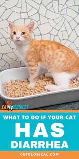 Tips On What To Do If Your Cat Has Diarrhea First You Need To Find Out Why Your Kitty Might Have An Upset Tummy Then Cat Having Kittens Cat Care Cat