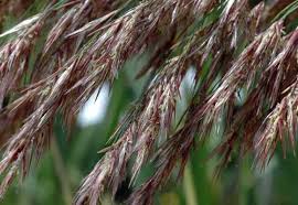 Image result for Phragmites australis